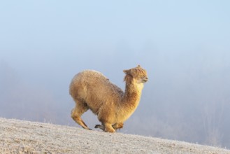 Alpaca (Vicugna pacos), white animal, adult animal, female animal, laying down, frost-covered