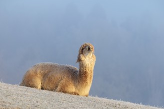 Alpaca (Vicugna pacos), yawning, white animal, adult animal, female animal, resting, frost-covered