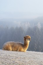 Alpaca (Vicugna pacos), white animal, adult animal, female animal, resting, frost-covered meadow,