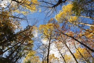 Low angle view of tall backlit semi silhouetted converging Betula - Birch and Acer - Maple trees in