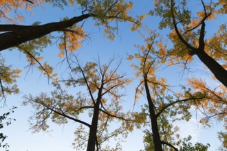 Low angle view of tall backlit silhouetted Populus deltoides - Eastern Cottonwood trees with green,