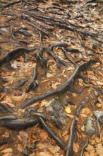 Close-up of exposed Pinus resinosa - Red Pine tree roots system and rocks plus fallen pine needles