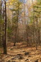 Hiking trail covered with rocks and fallen leaves through forest of mixed deciduous and evergreen