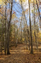 Hiking trail covered with fallen leaves through forest of mixed Betula - Birch and Acer - Maple