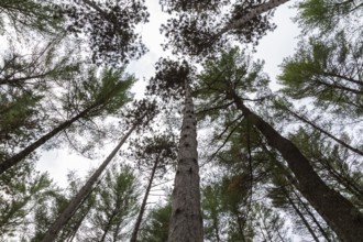 Low angle view of tall semi silhouetted converging Pinus - Pine trees in autumn, Quebec, Canada