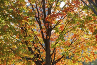 Backlit silhouetted Acer -Maple tree with green, orange and red leaves in autumn, Old Port of