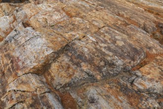 Close-up of outcrop rock surface with tan and rusted nuanced colour tones and fallen Pinus - Pine
