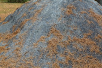 Mound of grey gravel and crushed stone dust with shedded Pinus - Pine tree needles at construction
