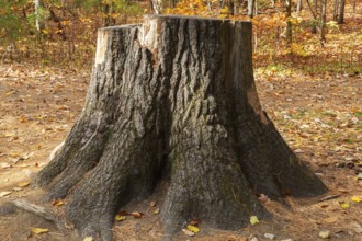 Close-up of large cut down Pinus - Pine tree trunk stump and roots in autumn, Dorwin Falls Park,