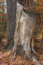 Close-up of large cut down Pinus - Pine tree trunks with bark removed and long roots in autumn,