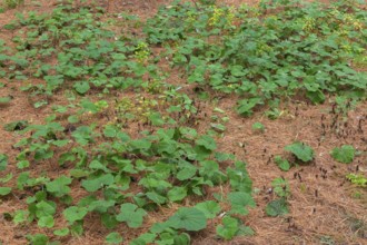 Petasites fragrans - Winter Heliotrope growing in bed of shedded Pinus - Pine tree needles in