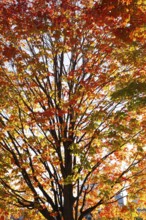 Backlit silhouetted Acer -Maple tree with green, orange and red leaves in autumn, Old Port of