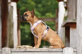 Cute French Bulldog mix dog sitting on wooden plank with pink y-harness