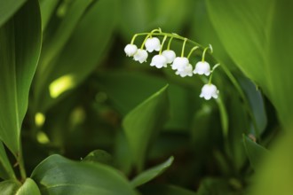 Lily of the valley (Convallaria majalis) in bloom, Saxony, Germany