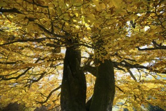 Autumn-colored beech, Wiesental, Black Forest, Baden-Württemberg, Germany