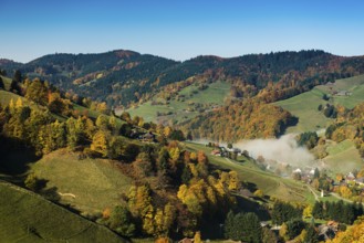 Autumn-colored forest, Münstertal, Black Forest, Baden-Württemberg, Germany