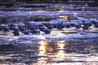 Elbe with ice floes, seagulls, winter, Dresden, Saxony, Germany