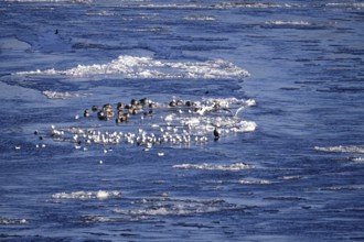 Elbe with ice floes, birds, winter, Dresden, Saxony, Germany