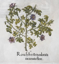 Wine rose (Rosa Rubiginosa), hand-coloured copperplate engraving from the Hortus Eystettensis,