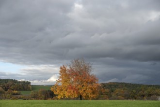 Tree in autumn colours, rain clouds (Nimbostratus), Neunhof near Lauf, Middle Franconia, Bavaria,