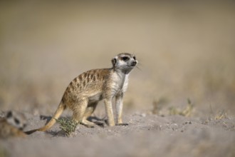 Meerkats or suricates (Suricata suricatta), Makgadikgadi Salt Pans, Makgadikgadi Pans National