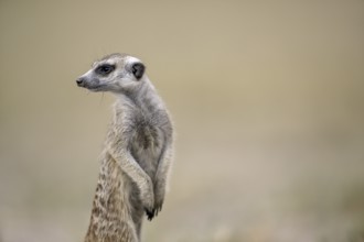 Meerkats or suricates (Suricata suricatta), Makgadikgadi Salt Pans, Makgadikgadi Pans National