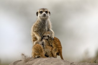 Meerkats or suricates (Suricata suricatta), mother with young, Makgadikgadi Salt Pans, Makgadikgadi