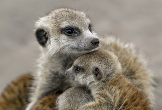 Meerkat or Suricata (Suricata suricatta), mother with young, Makgadikgadi Salt Pans, Makgadikgadi