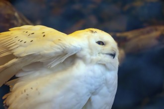 Close-up of a snowy owl