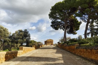 Walkers in front of Concordia Temple, Valley of the Temples, Agrigento, Sicily, Italy
