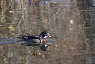 Common mallard (Aix sponsa) on a lake, winter, Germany