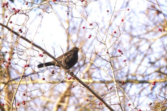 Blackbird in a tree, winter, Germany