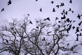 Crows on a tree, winter, Germany