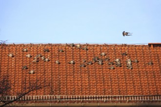 Pigeons on a roof in a city, winter, Germany