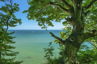 View of the Baltic Sea from the chalk cliffs in Jasmund National Park on Rügen with a sailboat,