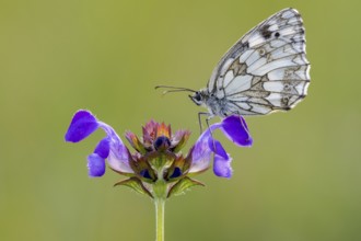 Checkerspot butterfly (Melanargia galathea) on Large Self-heal (Prunella grandiflora), Bad