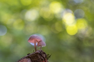 Mushroom in Urwald Baumweg, Ahlhorn, Lower Saxony, Germany