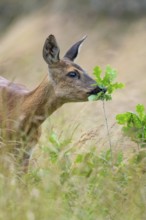 Female roe deer (Capreolus capreolus) in a meadow, grazing on a leaf, feeding, browsing, Vechta,