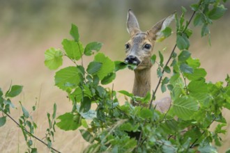 Female roe deer (Capreolus capreolus) in a meadow, grazing on a leaf, feeding, browsing, Vechta,