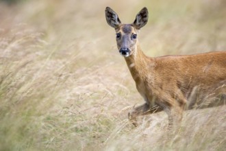 Female roe deer (Capreolus capreolus) in a meadow, Vechta, Lower Saxony, Germany