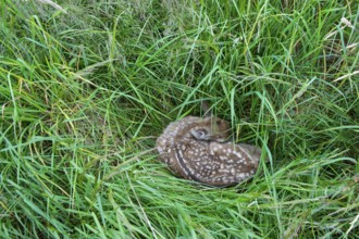 Fawn of a fallow deer (Dama dama) hidden in a meadow, Lower Saxony, Germany