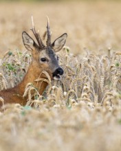 Roebuck (Capreolus capreolus) in wheat, Vechta, Lower Saxony, Germany