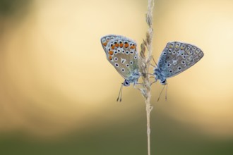 Blue butterfly (Polyommatus icarus), Goldenstedt moor, Goldenstedt, Lower Saxony, Germany