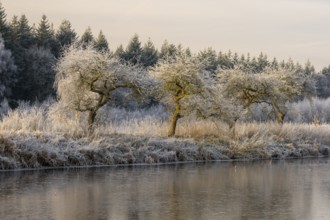 Winter hoarfrost at Ahlhorn fish ponds, Ahlhorn fish ponds, Ahlhorn, Lower Saxony, Germany