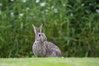Wild rabbit (Oryctolagus cuniculus), Stapelfeld, Cloppenburg, Lower Saxony, Germany