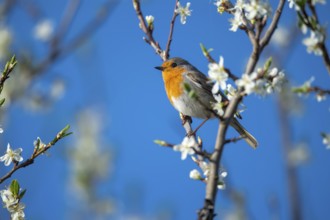 European robin (Erithacus rubecula), Vechta, Lower Saxony, Germany