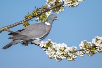 Woodpigeon (Columba palumbus) in a flowering cherry tree, Vechta, Lower Saxony, Germany