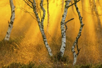 Birches (Betula) in the fog at dawn in the Molberger Dose, moor, raised bog, Molbergen, Lower