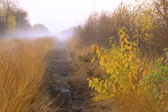 Fog is lying over the moor in Molberger Dose, Molbergen, Lower Saxony, Germany
