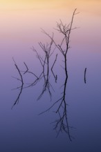 Birch (Betula) reflected in the water at dawn in the Molberger Dose, Hochmoor, Molbergen, Lower
